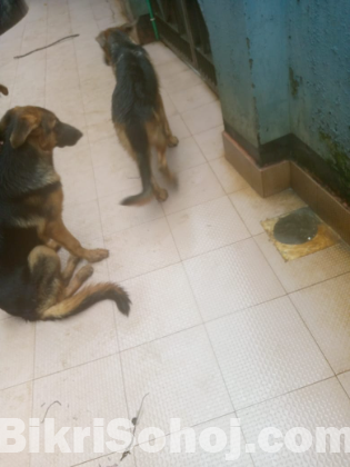 German Shepherd